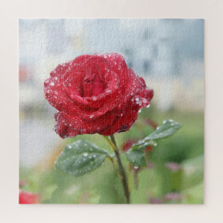 Puzzle Rosa en gotas de lluvia