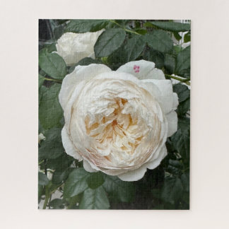 Puzzle Rosa inglesa crema, San Francisco