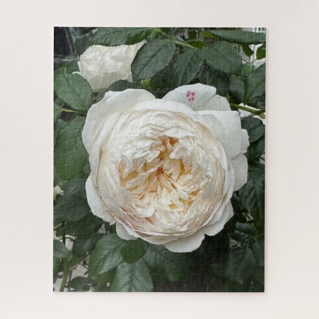 Puzzle Rosa inglesa crema, San Francisco (Vertical)