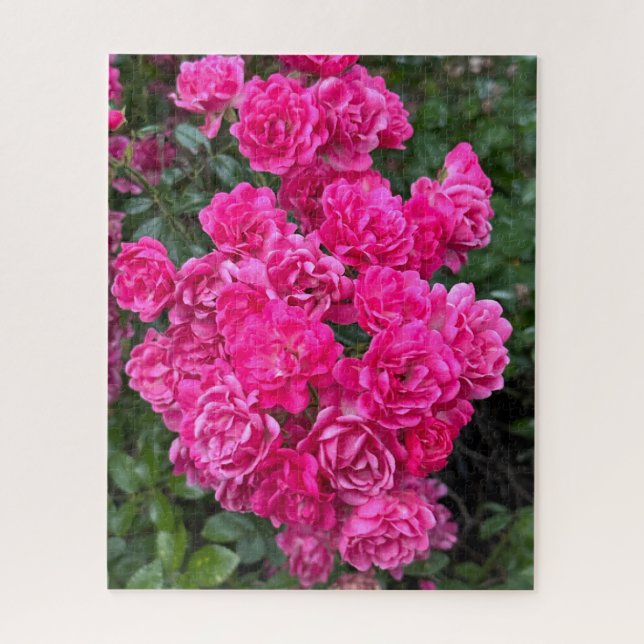 Puzzle Rosa Polyantha Rosa Caliente, Oakland (Vertical)