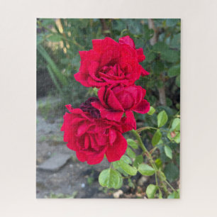 Puzzle Rosa Roja, Oakland