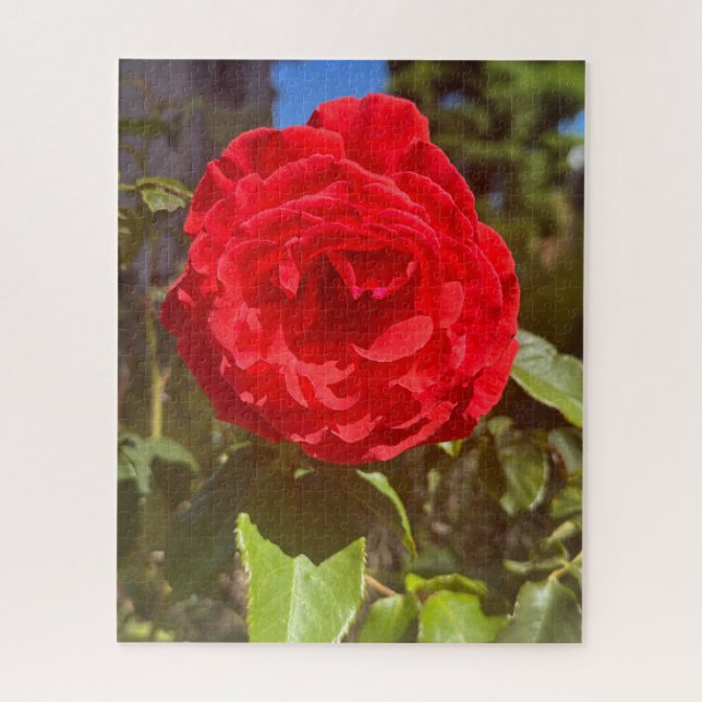 Puzzle Rosa Roja, San Mateo (Vertical)