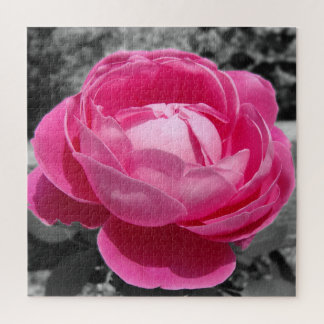 Puzzle Rosa rosa de la herencia perfecta con gris