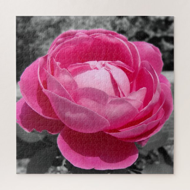 Puzzle Rosa rosa de la herencia perfecta con gris (Vertical)