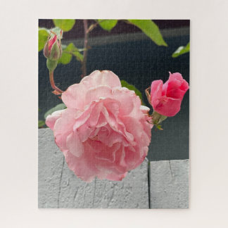 Puzzle Rosa rosa en cerca de madera, Oakland