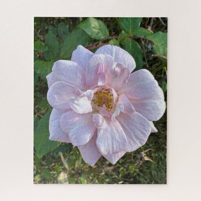Puzzle Rosa Rosa Pálido, Oakland (Vertical)