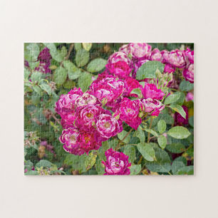 Puzzle Rosas En El Jardín