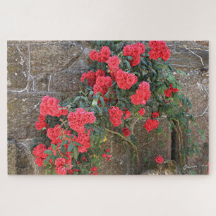 Puzzle rosas rojas trepando en la pared de ladrillos, Esp