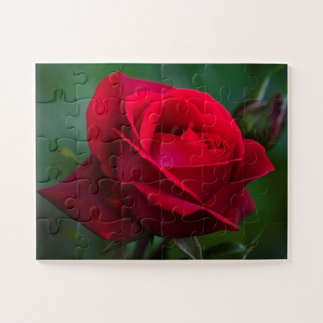 Puzzle Rosas rojos 11"x14" fáciles (Horizontal)