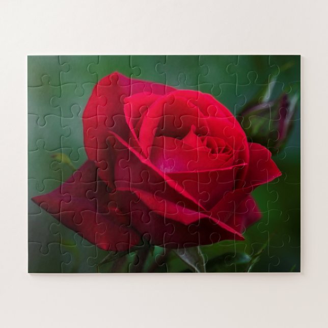 Puzzle Rosas rojos 16"x20" fáciles (Horizontal)