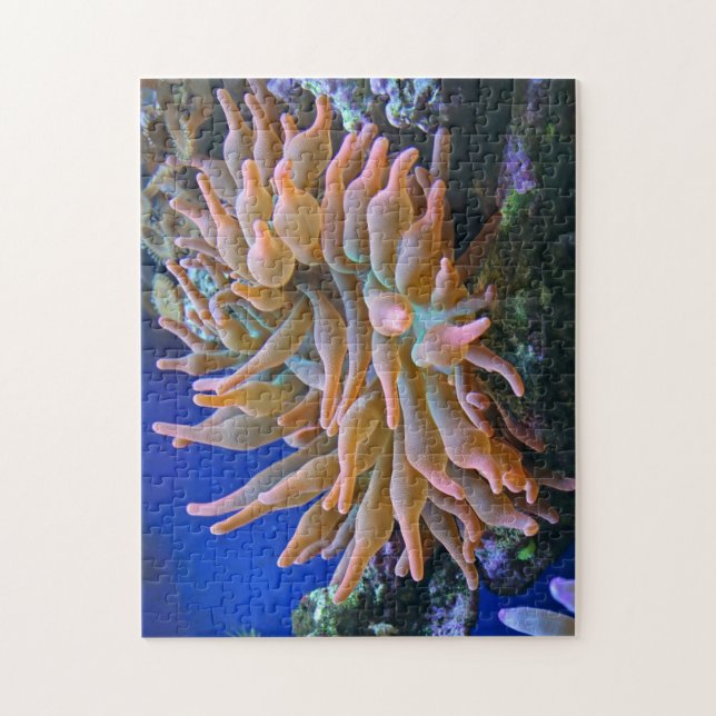 Puzzle Rose Tip Anemone (Vertical)