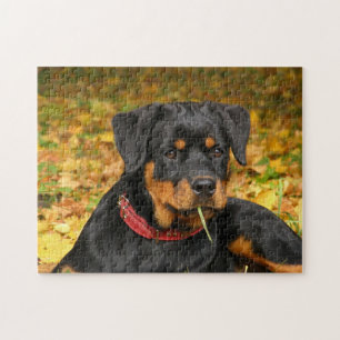 Puzzle Rottweiler Pup En El Suelo En El Bosque