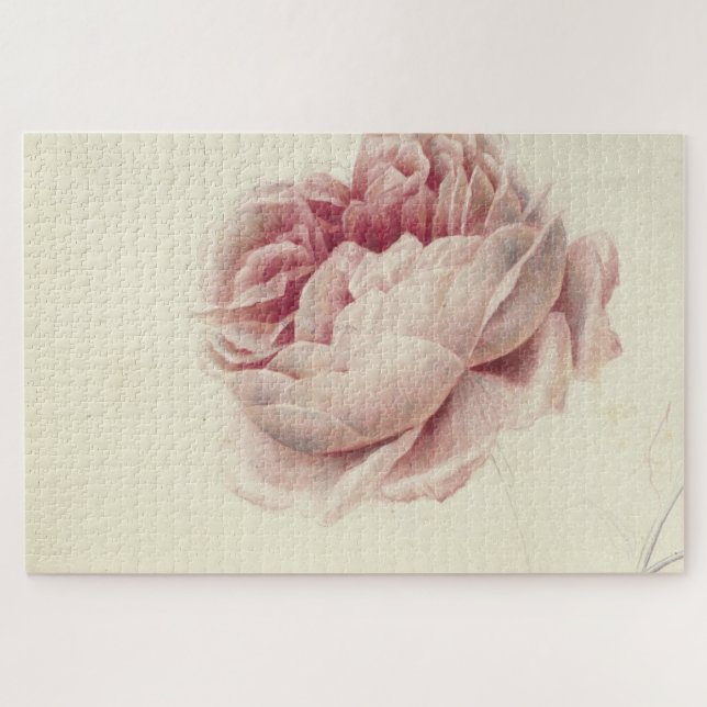 Puzzle Roze Roos (1792) - Arte botánico de época (Horizontal)