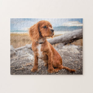 Puzzle Ruby Cavalier King Charles Spaniel Perro Cachorro