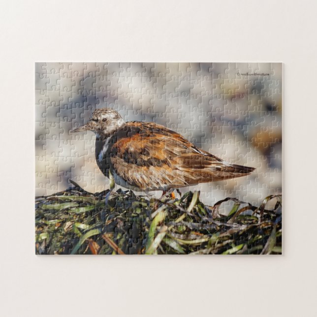 Puzzle Ruddy Turnstone Shorebird (Horizontal)