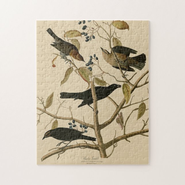 Puzzle Rusty Grakle (Grackle) Aves de América de Audubon (Vertical)