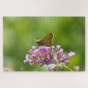 Puzzle Sachem (Atalopedes campestris)