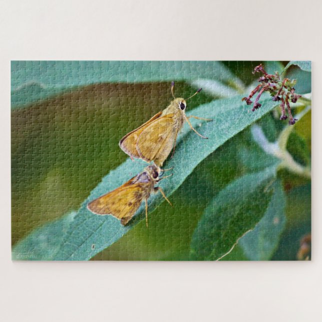 Puzzle Sachem (Atalopedes campestris) (Horizontal)