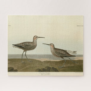 Puzzle Sandpiper de largas piernas - Los pájaros de los E