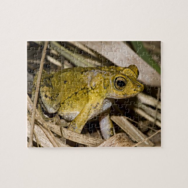 Puzzle Sapo con cresta puertorriqueño (Horizontal)