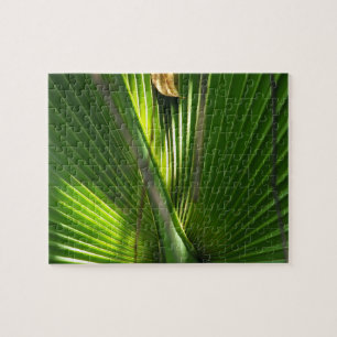 Puzzle Saw Palmetto Photo Closeup