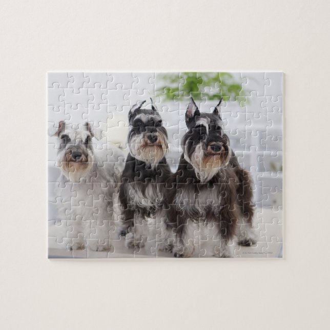 Puzzle Schnauzers en miniatura en el borde de la mesa (Horizontal)