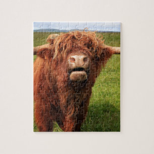 Puzzle Scottish país de drogado Cattle - Scotland
