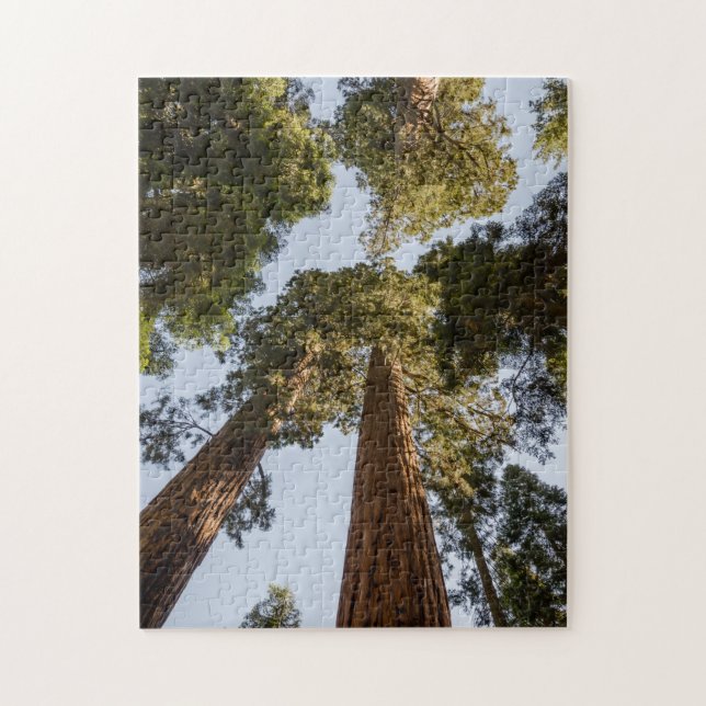 Puzzle Secoyas gigantes en parque nacional de secoya (Vertical)