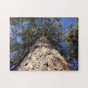 Puzzle Secuoyas gigantes alcanzando el cielo azul visto d
