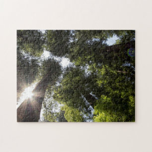 Puzzle Secuoyas, Parque Estatal de las Secuoyas de Humbol