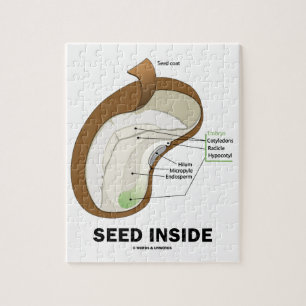 Puzzle Semilla interior (Anatomía de Semillas Dicotyledon