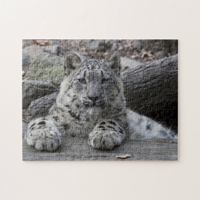 Puzzle Sentada de Cub de la onza (Horizontal)