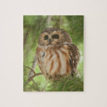 Septentrional Sierra-amole el búho