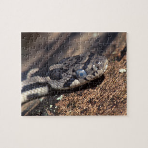 Puzzle serpiente