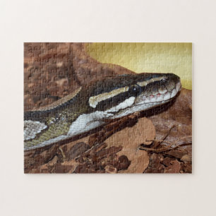 Puzzle Serpiente de Ball Python