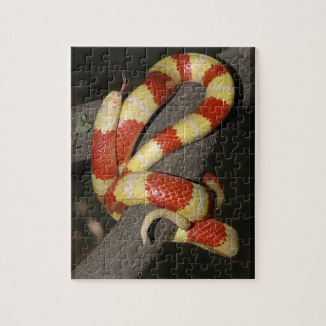 Puzzle Serpiente de leche (Vertical)