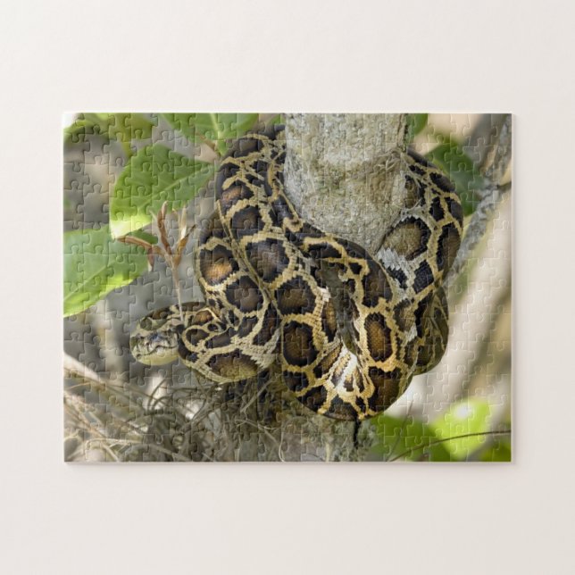 Puzzle Serpiente Python birmana (Horizontal)