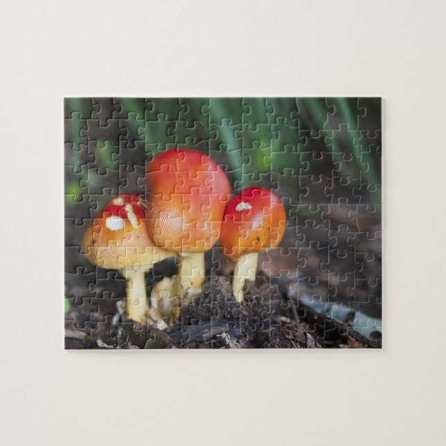 Puzzle seta de la familia Amanita (Horizontal)