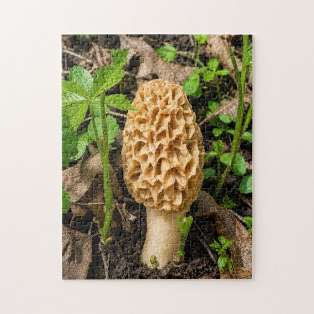 Puzzle Seta Múrgula Amarilla Dorada (Vertical)