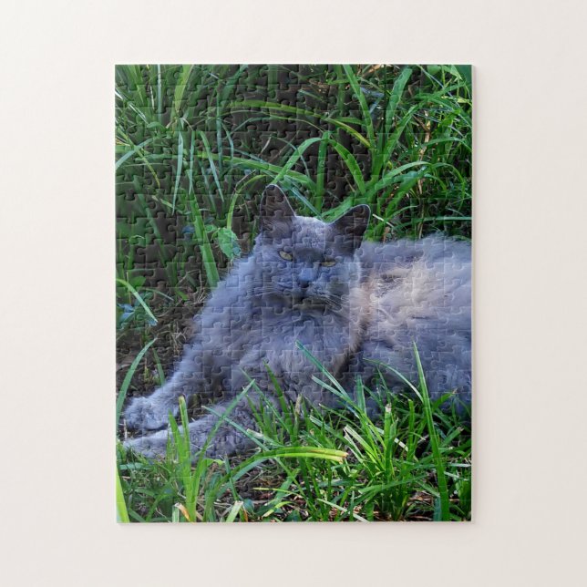 Puzzle Sgolis Gray Maine Coon Cat Challenging Photo (Vertical)