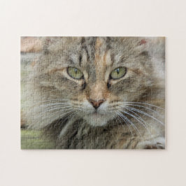 Puzzle Sgolis Photo Feral Cat Retrato Difícil