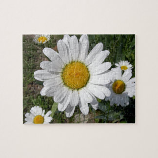 Puzzle Shasta Daisy (Chrysanthemum máximo)