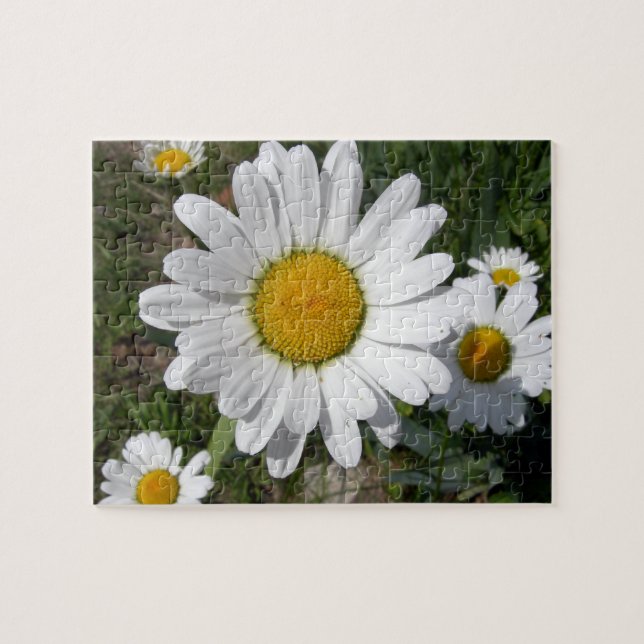 Puzzle Shasta Daisy (Chrysanthemum máximo) (Horizontal)