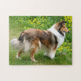 Puzzle Sheepdog de Shetland - Perro confitado