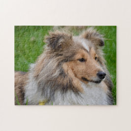 Puzzle Sheepdog de Shetland - Perro confitado