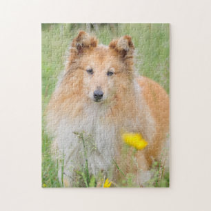 Puzzle Sheepdog de Shetland - Perro confitado