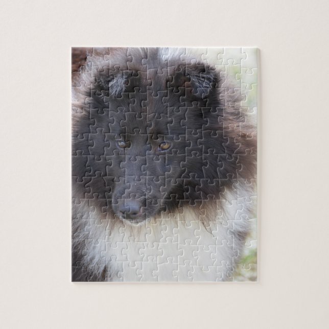 Puzzle Sheltie adorable (Vertical)