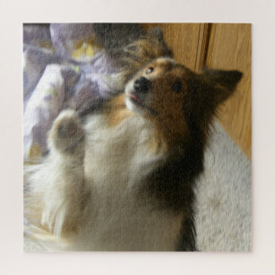 Puzzle Shetland Sheepdog Pidiendo