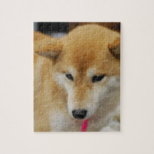 Puzzle Shiba lindo Inu