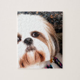 Puzzle Shih Tzu